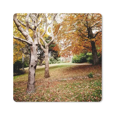 Produktbild von MuchoWow® Mauspad Mousepad Herbst - Bäume - Laub - Natur 30x30 cm - Mousepads - Maus Mat - Pad - Mausunterlage - Gaming