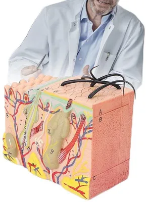 Productafbeelding van Anatomisch model, 35x vergroting - PVC - Onderwijsmiddel - Lichtgewicht en stabiel