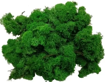 Immagine prodotto di Muschio preteropodia 30g