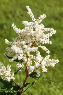 Produktbild von Astilbe japonica 'Deutschland', Prachtspiere, weiß, ca. 9x9 cm Topf