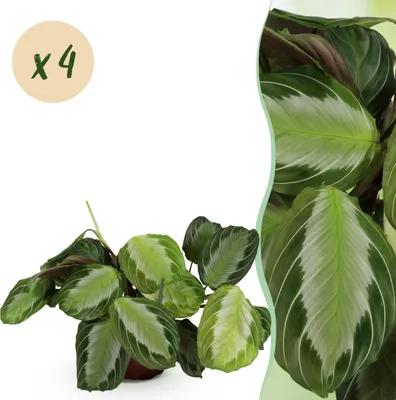 Image de Green boutiQ - Plante d'intérieur - Maranta Fascinator Silverband - Plante de prière - Amie des animaux - Vert - 4 Plantes - Pot 12cm - Hauteur 30-35cm