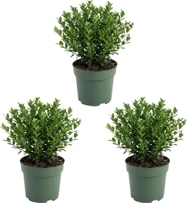 Zdjęcie produktu dla Bloomique - Zestaw 3 szt. - Ilex Crenata Jenny - Ostrokrzew japoński - Zimozielony - Mrozoodporny - Rośliny balkonowe - Wysokość 10-20 cm - Doniczka 10 cm