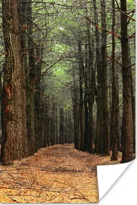 Produktbild von MuchoWow® Poster Herbst - Dekoration - Wald 20x30 cm - Papierdruck