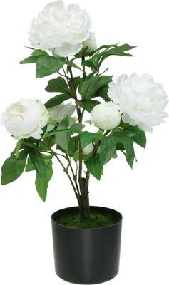 Produktbild von Künstliche Pfingstrose Paeonia im Topf, Täuschend Echt, Deko Blume Weiß, H57cm