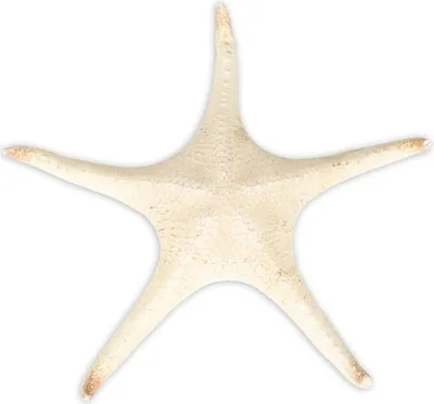 Produktbild von Seestern Poraster superbus Länge ca. 25-30cm  | Großer Deko Seestern