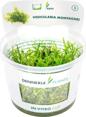 Obrázek produktu pro Měchýřka vánoční – Vesicularia montagnei, Christmas Moos In-Vitro