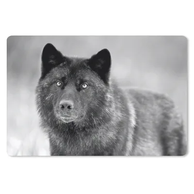 Produktbild von MuchoWow® Mauspad Mousepad Schwarzer Wolf in Schwarz und Weiß 27x18 cm - Mousepads - Maus Mat - Pad - Mausunterlage - Büroartikel - Desk Matten