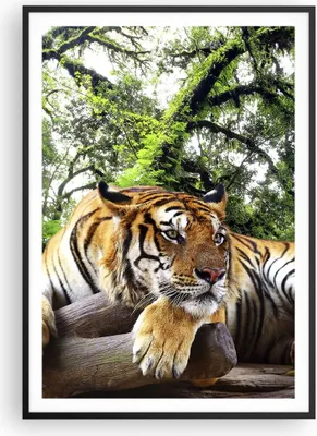Produktbild von Gerahmtes Poster - Schwarzer Rahmen - Tiger Dschungel Ruhe - 70x100 cm - Wand Bild - Wanddeko - Wandbilder - Kunstposter - Wandposter - Bilderrahmen - Bilder - Kunstdruck - Wandbild - P2BPA70x100-4166