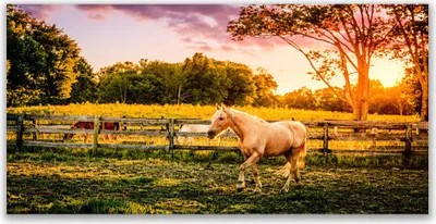 Produktbild von Tulup Leinwand-Bilder 120x60 Wandbild Canvas Kunstdruck Pferd Wiese Tiere