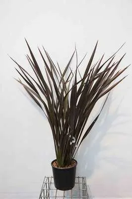 Produktbild von Phormium tenax 'Purpureum' - Neuseelandflachs 60- 80 cm - Container