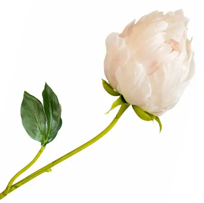 Produktbild von Silk-ka Seidenblume Pfingstrose Creme Rosa (58cm)