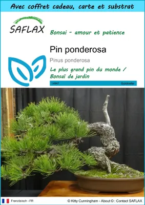 Image de SAFLAX Ensemble-cadeau - Pin ponderosa - 20 graines - Pinus