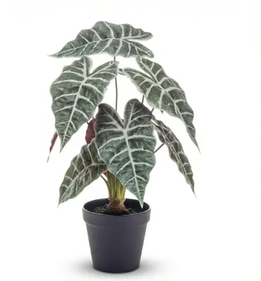 Image de Alocasia plante artificielle buisson en pot 40cm - Plante décorative réaliste