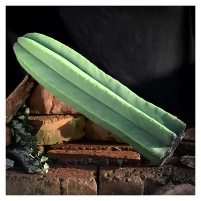 Produktbild von Trichocereus scopulicola Kopfsteckling 50 cm