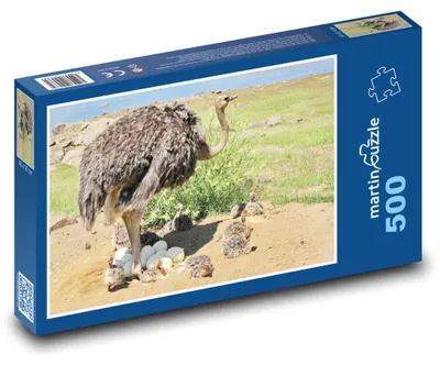 Obrázek produktu pro Puzzle 500 Pštros s mláďaty na hnízdě - martinpuzzle