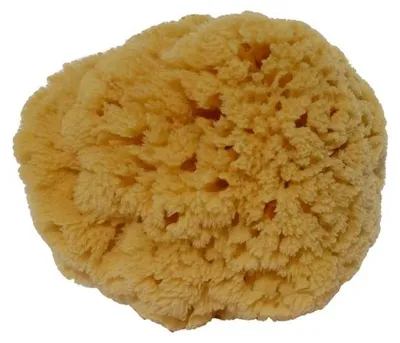 Produktbild von Croll & Denecke Naturschwamm Modell G2 ca. 13 cm Durchmesser