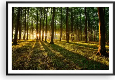Produktbild von Gerahmtes Poster - Schwarzer Rahmen - Wald grün Sonnenstrahlen Natur - 91,5x61 cm - Wand Bild - Wanddeko - Wandbilder - Wandposter - Bilderrahmen - Bilder - Kunstdruck - Wandbild - P2BAA91x61-2510