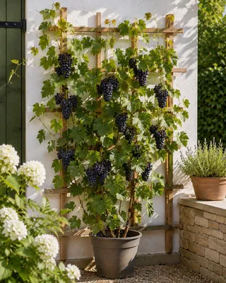 Produktbild von Vitis Buffalo 120–180 cm Weinrebe winterhart | Blaue Tafeltraube Rebstock Kletterpflanze ertragreich für Garten Terrasse Pergola