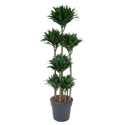 Zdjęcie produktu dla Dragon Tree - Dracaena Compacta Carousel - Roślina domowa - 160cm - ø34cm