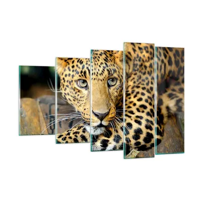 Produktbild von Bilder auf glas - Tiere gefährlich wilde katze - 150x100cm - Glasbilder - Wandbilder - Kunstdruck - zum Aufhängen bereit - Wanddekoration aus Glas - Glas Bilder - Wandbild auf Glas - GEG150x100-2702