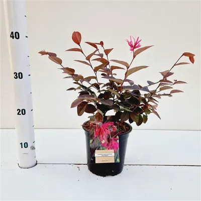 Zdjęcie produktu dla Loropetalum chinense ‘Fire Dance’ – loropetalum | 30–40 cm w doniczce