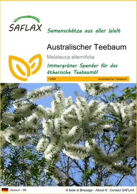 Produktbild von SAFLAX - Australischer Teebaum - Melaleuca alternifolia - 400 Samen