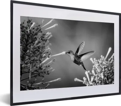 Produktbild von MuchoWow® MuchoWow® Gerahmtes Poster Purpurscheitel-Waldnymphe im Nationalpark von Costa Rica in schwarz-weiß 40x30 cm - Poster mit zchwarzem Bilderrahmen - Bilderrahmen - Poster im Rahmen