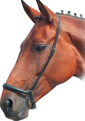 Productafbeelding van Blenheim - Verstelbare neusriem voor paarden, leder, model ER222 (Pony), zwart