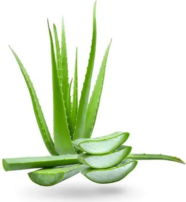 Image de Déodorant à bille Aloe Vera 75ml