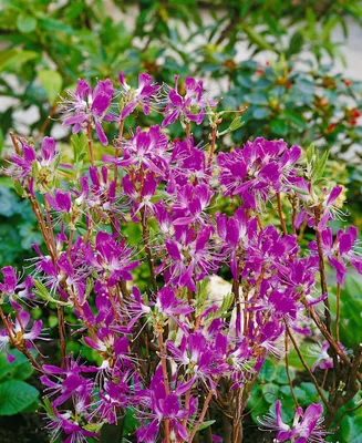 Produktbild von Rhododendron canadense, Lavendelrosa, 30–40 cm
