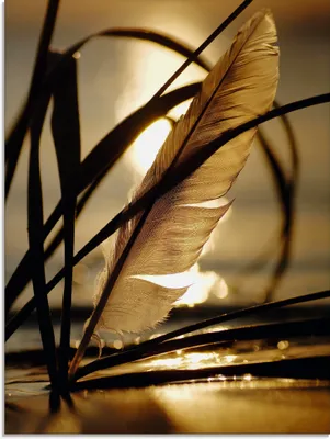 Produktbild von ARTland Glasbild Feder im Abendlicht Größe: 45x60 cm