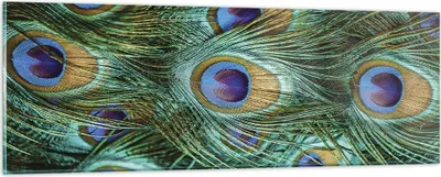 Produktbild von Bilder auf glas - Einteilig - Pfauen Feder Makro - 90x30cm - Glasbilder - Wandbilder - Bilder - zum Aufhängen bereit - Wanddekoration aus Glas - Glas Bilder - Wandbild auf Glas - GAB90x30-4159