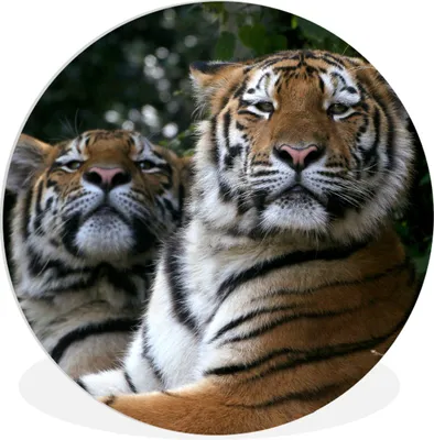 Produktbild von MuchoWow® Rundes Wandbild - Runde Bilder Tiger - Wald - Köpfe Ø 60 cm Kreis Wanddekoration Kunststoff - Wandkreis - Wandschmuck - Wand Kreis - Das Schlafzimmer - Die Bilder - Wandmalerei - Kunst für das Haus - das Plastik