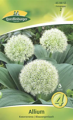 Artikelbild 2 von 'Allium Blauzungenlauch (4 Stück)' aus der Kategorie Zierlauchzwiebeln / Allium