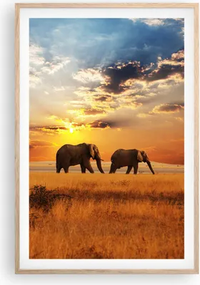 Produktbild von Gerahmtes Poster - Rahmen in heller Eiche - Elefanten Safari Dschungel Busch - 61x91,5 cm - Wand Bild - Wanddeko - Wandbilder - Wandposter - Bilderrahmen - Bilder - Kunstdruck - P2NPA61x91-3150