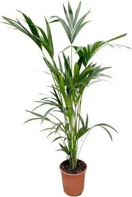 Produktbild von Kentia-Palme – Howea forsteriana – Zimmerpflanze – 160cm – Ø24cm – elegante Grünpflanze für Wohnzimmer, Büro & Wintergarten – pflegeleichte Palme