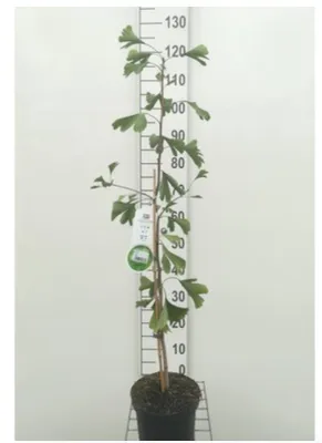 Immagine prodotto di Ginkgo Biloba - Albero di ginkgo 50 - 60 cm - vaso