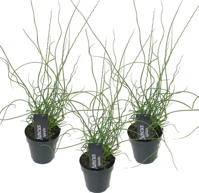 Image de Bloomique - Lot de 3 - Juncus Spiralis - Jonc spiralé - Plantes de bassin - Plantes aquatiques - Rustique - Hauteur 20-30 cm - Pot 9 cm
