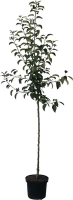 A potted tree against a white background.