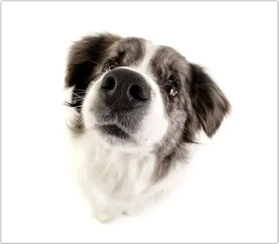 Produktbild von Spritzschutz Herdabdeckplatte Schneidebrett aus Glas Hundekopf 1-Teilig (60x52cm)
