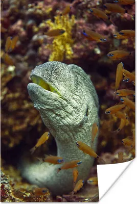 Produktbild von MuchoWow® Poster Fische - Korallen - Ozean 80x120 cm - Papierdruck
