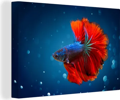 Obrázek produktu pro OneMillionCanvasses® - Obrazy na plátně - 140x90 cm, Ryba - Voda - Červená, Nástěnné umění tisk Nástěnná dekorace