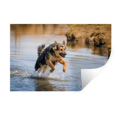 Produktbild von MuchoWow® Wandtattoo Wandsticker Wandaufkleber Ein Deutscher Schäferhund spielt im Wasser 90x60 cm Selbstklebend und Repositionierbar - Aufkleber