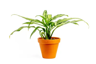 Obrázek produktu pro Gardners Aglaonema Cutlass, průměr 12 cm
