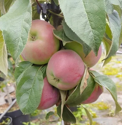 Produktbild von Säulenapfel `Red River´ - auch für den Kübel geeignet - 80-120cm im 7,5 Liter Topf