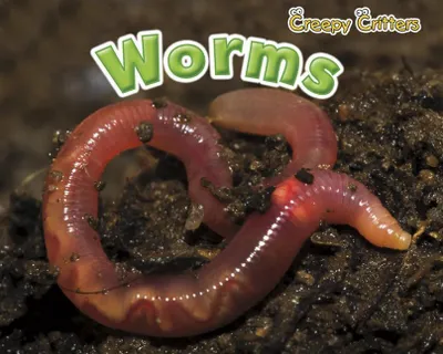 Produktbild von Worms