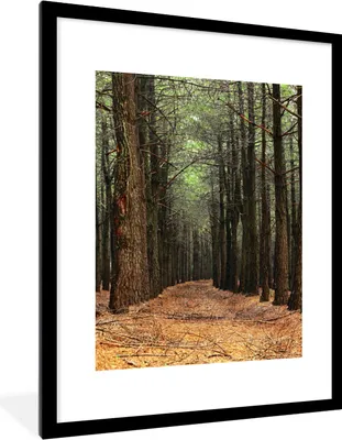 Produktbild von MuchoWow® Gerahmtes Poster Herbst - Dekoration - Wald 60x80 cm - Poster mit Schwarzem Bilderrahmen Wandposter Rahmen Foto Bilder - Wohnzimmer - Dekorationen - Prämie