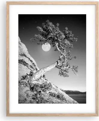 Produktbild von Gerahmtes Poster - Rahmen in heller Eiche - Voll der Mond Baum - 40x50 cm - Wand Bild - Wanddeko - Wandbilder - Kunstposter - Wandposter - Bilderrahmen - Bilder - Kunstdruck - P2NPA40x50-4689