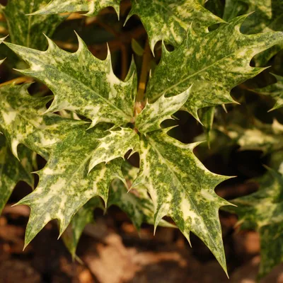 Obrázek produktu pro Ostrolistý vonný květ 'Goshiki' - Osmanthus heterophyllus 'Goshiki' (='Tricolor') | 40-50 cm v nádobě
