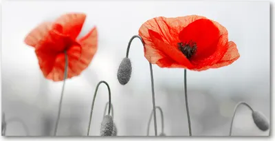 Produktbild von Tulup® Glas-Bild - 100x50 -Wandkunst - Wandbild hinter gehärtetem Sicherheitsglas  - Blumen & Pflanzen - Mohnblumen - Rot